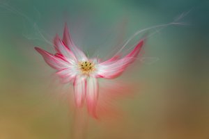 Fiore rosa etereo da Molly Fu APA