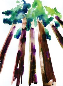 Sequoia