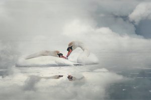 Coppia di cigni sereni da Monique van Velzen