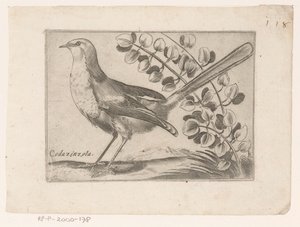 Uccello
