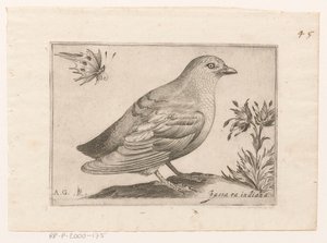 Uccello