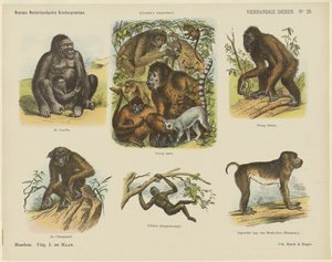 Animali a quattro mani (titolo sull