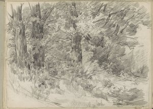 Vista del bosco