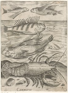 Studieblad met vier vissen en een kreeft Piscium vivae icones (titolo della serie)