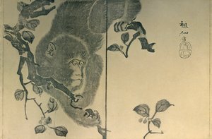 Scimmia, 1815