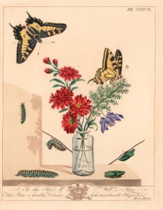 Farfalla macaone, Papilio machaon. Litografia colorata a mano dopo un