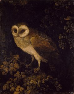 Un gufo, 1780-90