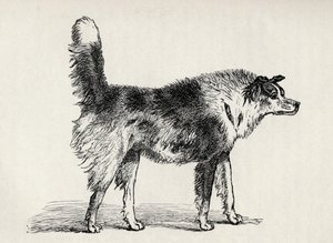 Cane pastore meticcio con intenzioni ostili, da 