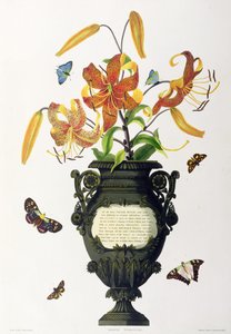 Lilium tigrinum (Giglio tigrato), da 