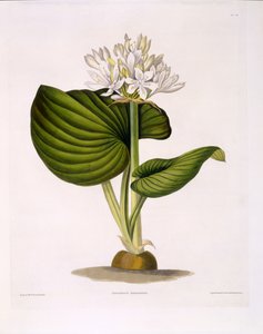 Pancratium Amboinense, Tavola 20 da 