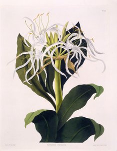 Pancratium Speciosum, Tavola 47 da 