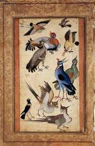Dieci uccelli. Miniatura dipinta a gouache della scuola moghul