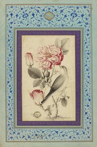 Rose e usignolo, fine XVIII secolo da Muhammad Baqir