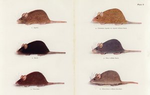 Topi (litografia a colori)