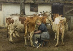Mungitura delle mucche. Jutland occidentale