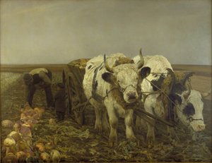 Raccolta di barbabietole