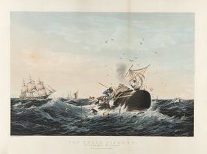 La Pesca della Balena: Il Capodoglio 