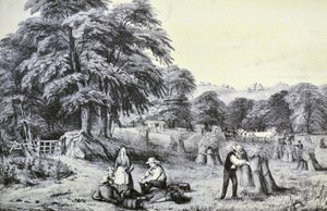 Raccolto