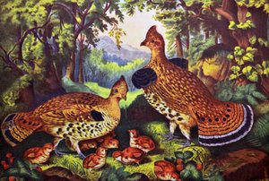 La famiglia felice, gallo cedrone e giovani da N. and Ives, J.M. Currier