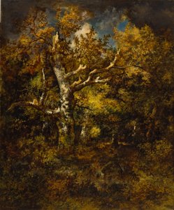 Foresta di Fontainebleau, autunno da Narcisse Virgile Diaz de la Peña