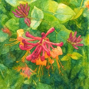 Fiori colorati di caprifoglio