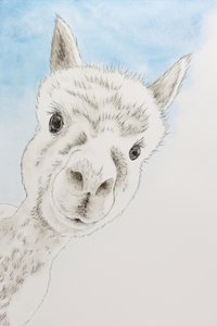Ritratto di un alpaca curioso da Natalie Bruns