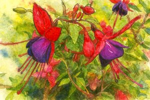 Fioriture fucsia dai colori vivaci