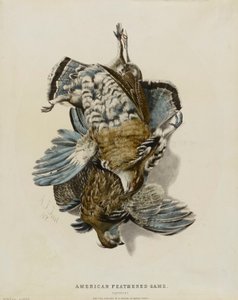 Selvaggina americana da penna - Cartucce da Nathaniel Currier