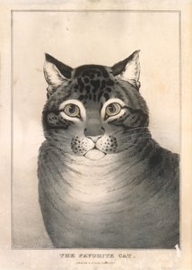 Il gatto preferito