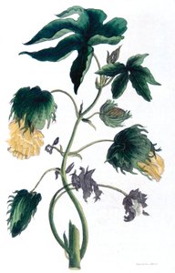Gossypium - pianta di cotone, 1823 da Neale and Son