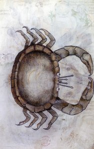 Sloane 3983 f.14v, Un granchio, segno zodiacale del Cancro da Netherlandish School