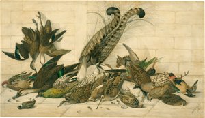 senza titolo (uccelli da caccia australiani) da Neville Cayley