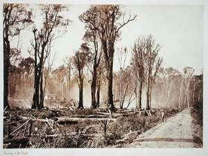Seventy-Mile Bush (foto seppia) da New Zealander Photographer