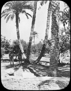 Giardino del Generale Gordon, Khartoum, Sudan, c1890