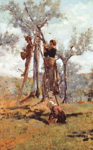 La raccolta delle olive, ca 1892 da Niccolo Cannicci