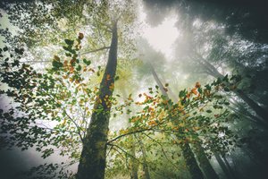  da Nicola Figliuolo