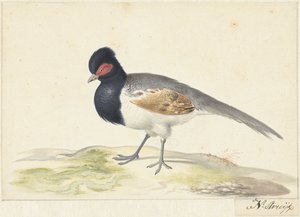 Uccello con coda grigia, testa nera con macchia rossa, verso sinistra