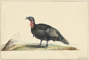 Uccello con piume nere e un gozzo rosso, in piedi, verso sinistra da Nicolaas Struyk