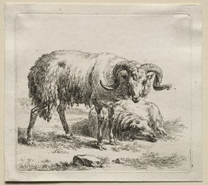 Animalia: Ariete e pecora da Nicolaes Berchem
