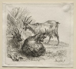 Animalia: Tre capre da Nicolaes Berchem