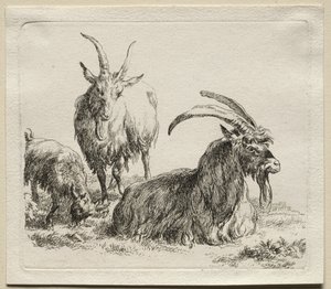 Animalia: Tre capre da Nicolaes Berchem