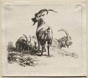 Animalia: Tre capre da Nicolaes Berchem