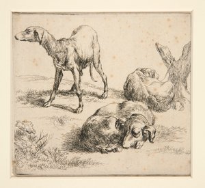 Tre Cani da Caccia da Nicolaes Berchem