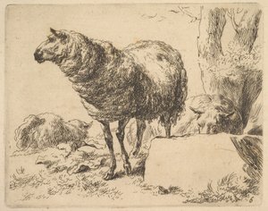 dalla serie di pecore da Nicolaes Berchem