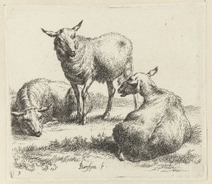 Tre pecore (Animali disegnati dal vivo e incisi all
