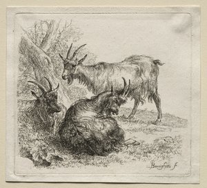 Tre capre da Nicolaes Pietersz. Berchem
