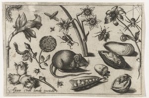 Fiori, un topo, insetti e una conchiglia da Nicolaes de Bruyn (possibly)