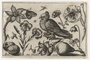 Fiori, una pera e una colomba da Nicolaes de Bruyn (possibly)