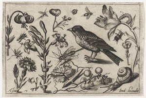 Fiori, una lumaca e un uccello da Nicolaes de Bruyn (possibly)