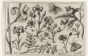 Fiori e farfalle da Nicolaes de Bruyn (possibly)